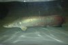 Arapaima before move.JPG