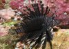 Lionfish%u00252B8.jpg