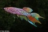 blue-gularis-killifish-500.jpg