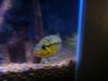 fish tank pics 033.jpg