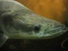 low res arapaima head.jpg