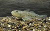neogobius_fluviatilis_hf5229.jpg