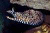 dragon_moray_eel_V1.jpg