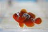 lightning-maroon-clownfish.jpg