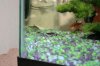 new house fish 238.jpg