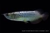 IMG_5732gr Arowana.jpg