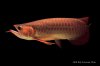 IMG_6739gr Arowana.jpg