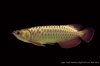 IMG_1786gr Arowana.jpg