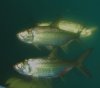 tarpon pair.jpg