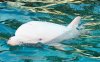 albino-dolphin_75822_990x742.jpg