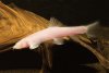 CAVEFISH4-600.jpg