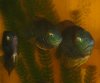 severums.jpg