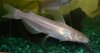 new house fish 397.jpg