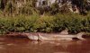 paddlefish_1.jpg