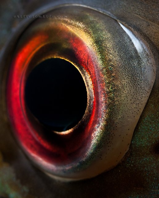 notatus eye.jpg