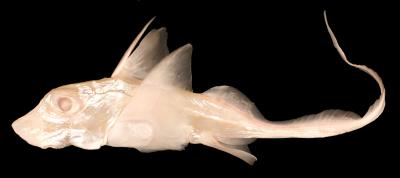 albino-ratfish.jpg