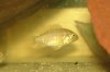 juvie rivulatus 1-2 inch.JPG