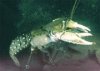 Murray river crayfish biggest FW cray Aus.jpg