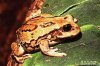 Gastrotheca_riobambae.jpg