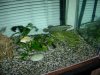 fish tank010.jpg