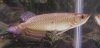 arowana.jpg