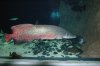 Arapaima gigas 1.JPG