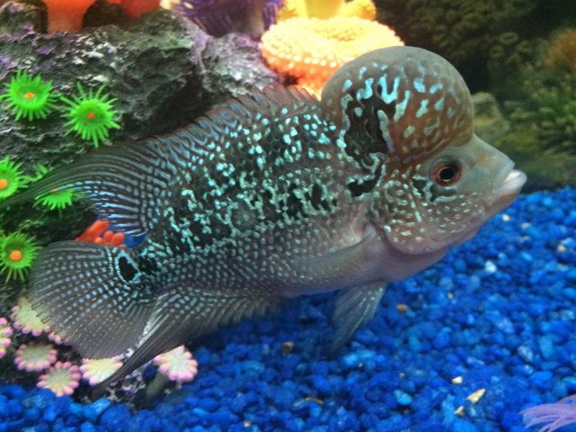 New Flowerhorn | MonsterFishKeepers.com