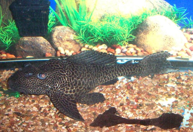 Pleco With Possible Bloat And Tail Issues Monsterfishkeepers Com