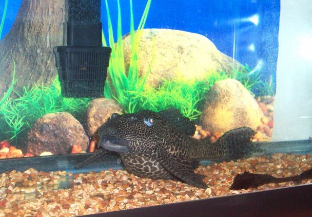 Pleco With Possible Bloat And Tail Issues Monsterfishkeepers Com