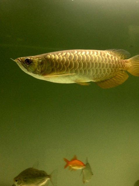 vita monster arowana