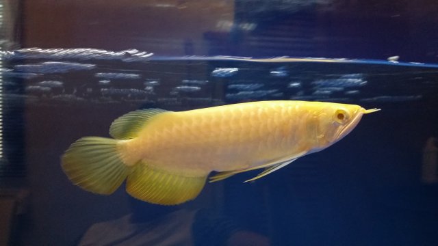 albino crossback arowana