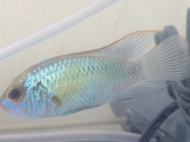 Electric Blue Acara Sexing 8141