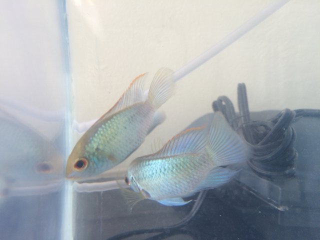 Electric Blue Acara Sexing 5715