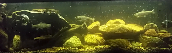 trout-tank-monsterfishkeepers