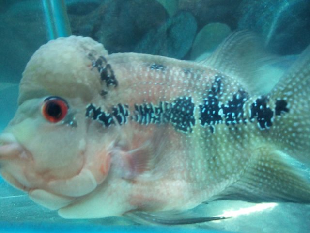 flowerhorn-1a.jpg