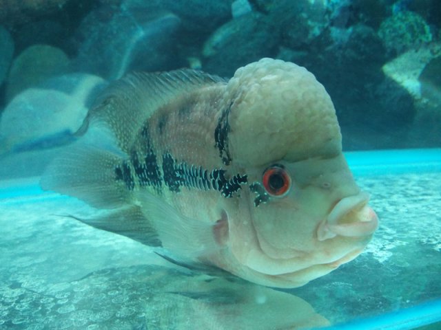 flowerhorn-1c.jpg