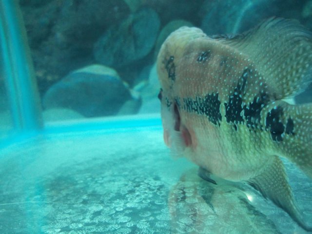 flowerhorn-2a.jpg