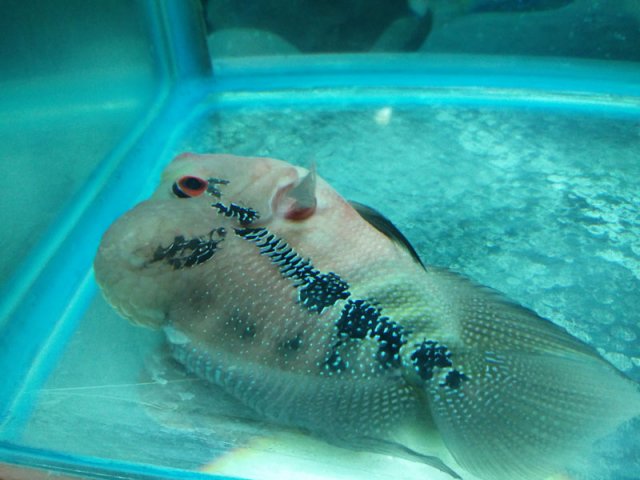 flowerhorn-3a.jpg