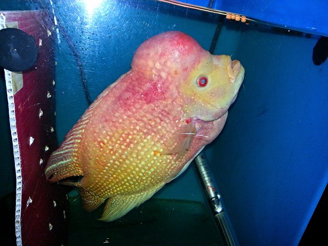 golden monkey flowerhorn