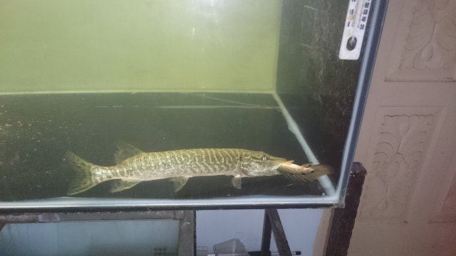 live pike for sale