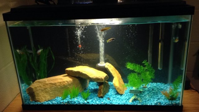 29 gallon cichlid tank