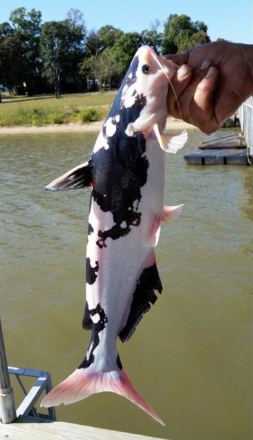 catfish-that-looks-like-a-cow-2.jpg