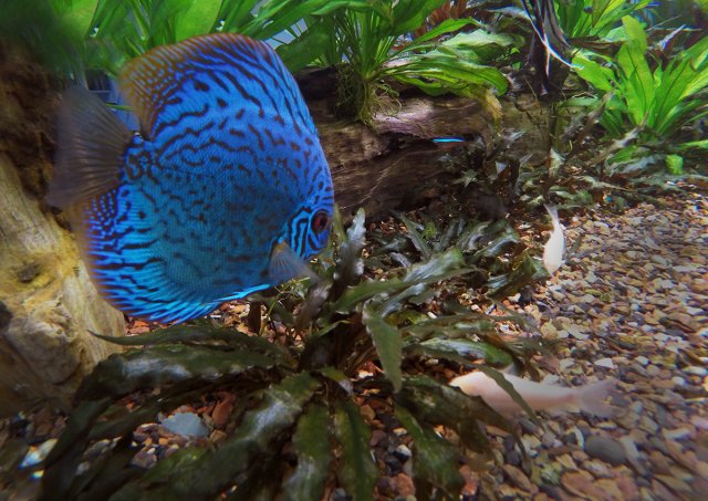 GoPro fish 1.jpg