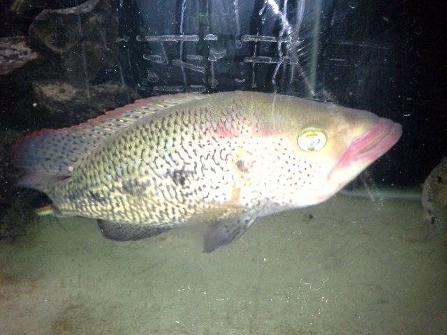 green bay snook