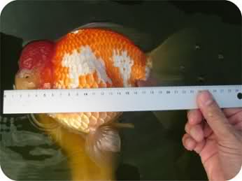 24g9icp.jpg