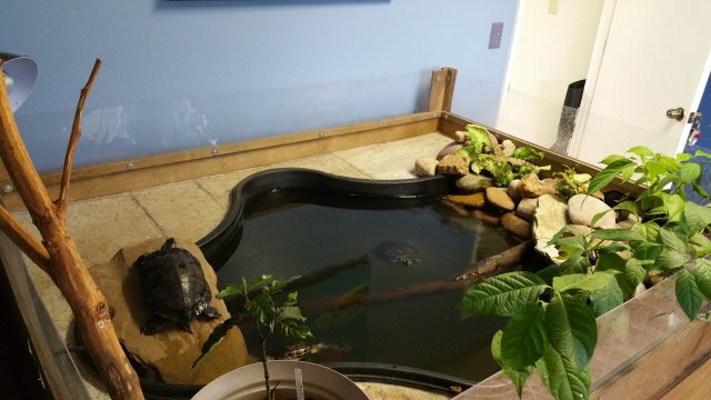 Indoor Turtle Pond