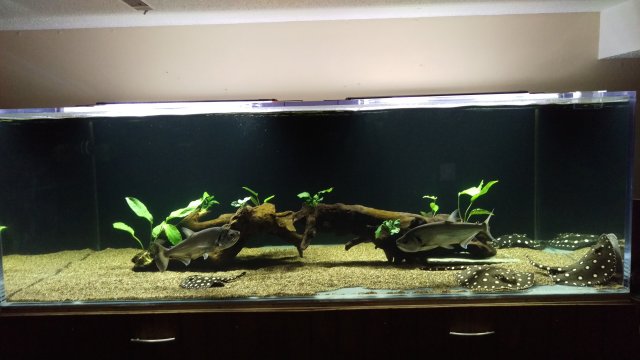 FTS-1.jpg