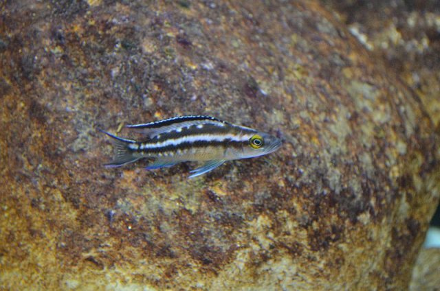 Neolamprologus_buescheri_kachese2.jpg