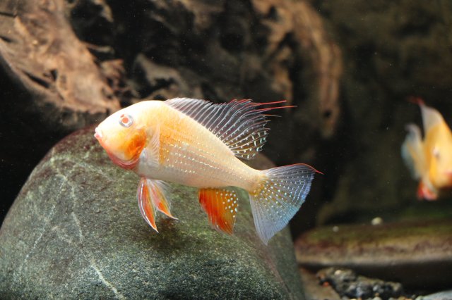 Albino Acarichthys heckelii | MonsterFishKeepers.com