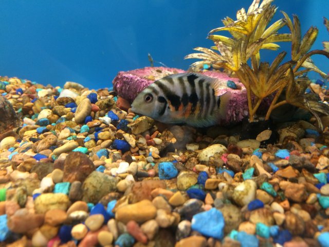 Petsmart cichlids hotsell